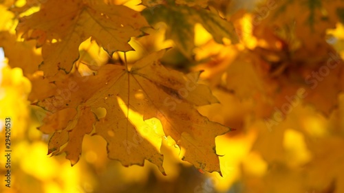 Yellow leaf on a tree. Golden maple leaves on a blurred background. Sunny foliage in autumn park.