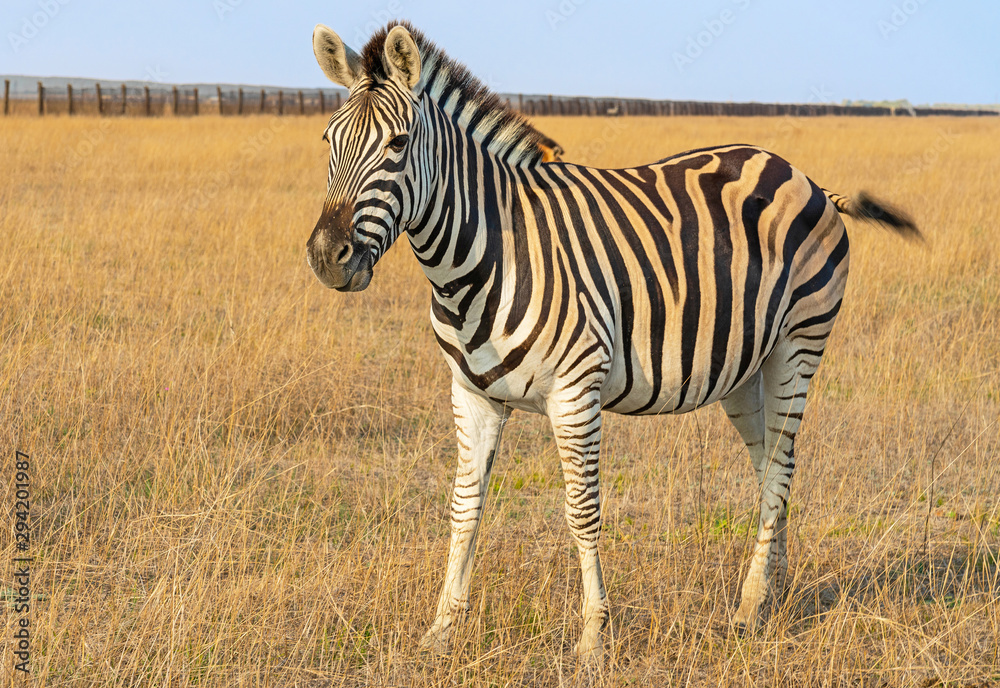 Obraz premium Zebra African herbivore animal on the steppe, autumn landscape.