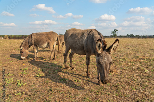 Fototapeta Naklejka Na Ścianę i Meble -  Donkeys African animals in steppe