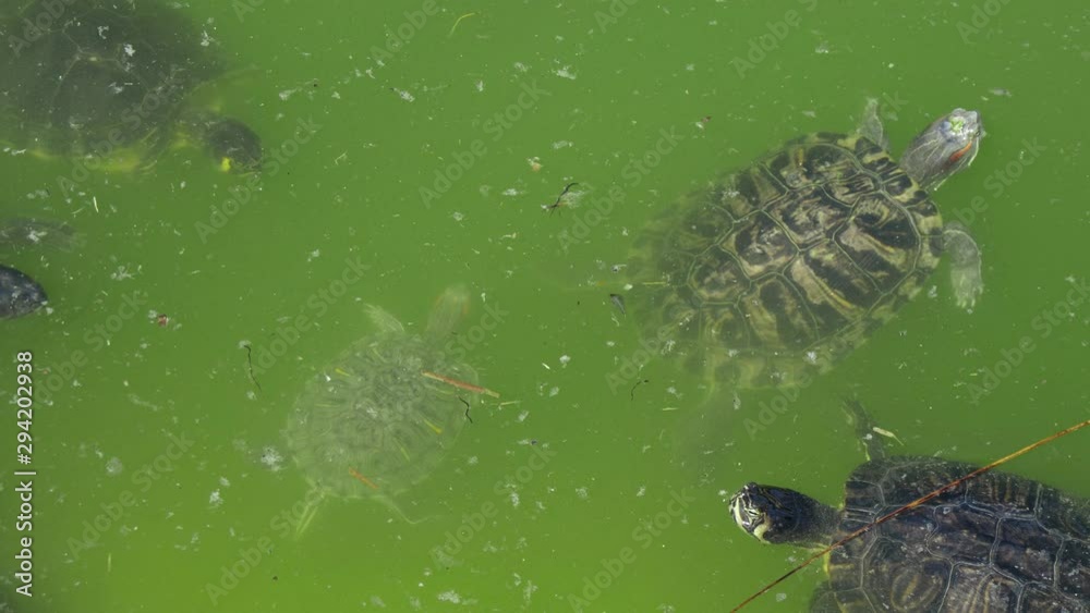 Some dotted turtles swimming in a green pond on a sunny day in summer Some dotted turtles swimming in a green pond on a sunny day in summer