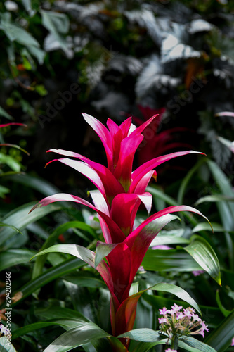 Red Tropical Plant Background © Burrell Photo