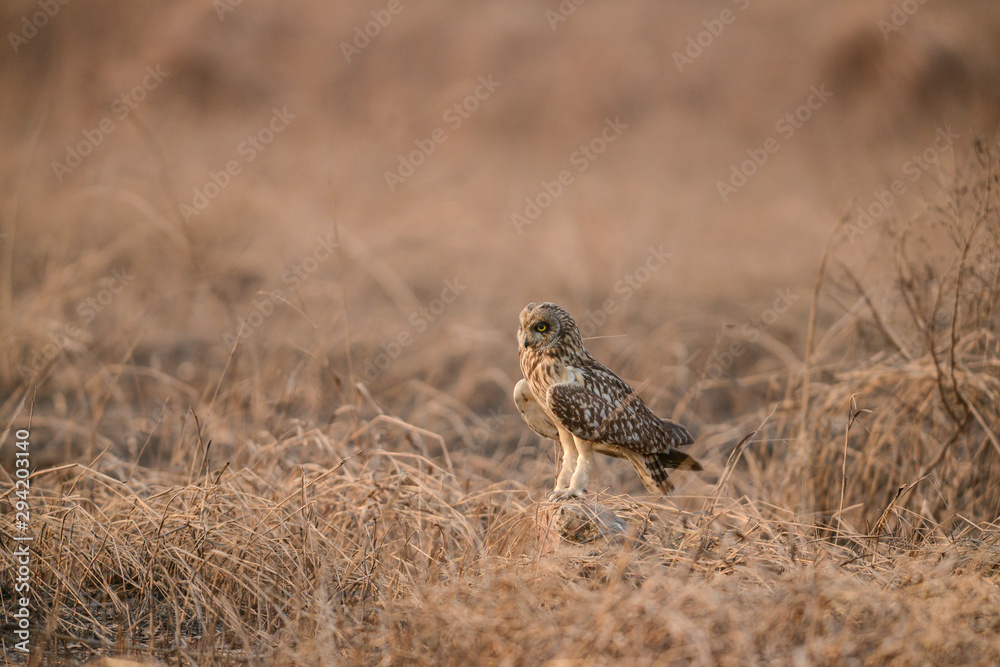 Short-eared Owl seen near Uran,Navi Mumbai,Maharashtra,India Short-eared Owl seen near Uran,Navi Mumbai,Maharashtra,India