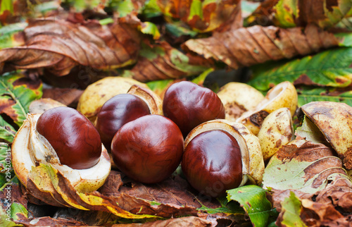 Shiny, brown conkers on a bed of autumn leaves