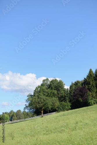 Gli alberi sulla collina