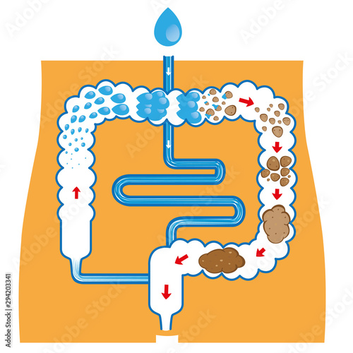 Illustration of the human digestive system, and fecal bolus formation and elimination. Ideal for training and education materials