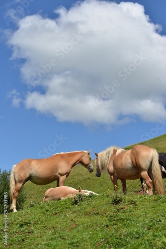 cavalli al pascolo