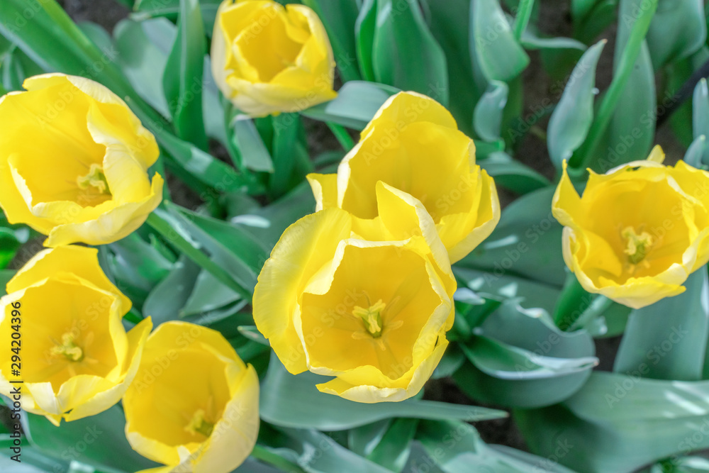 Lovely yellow tulips top view close up. Lovely yellow tulips top view close up.