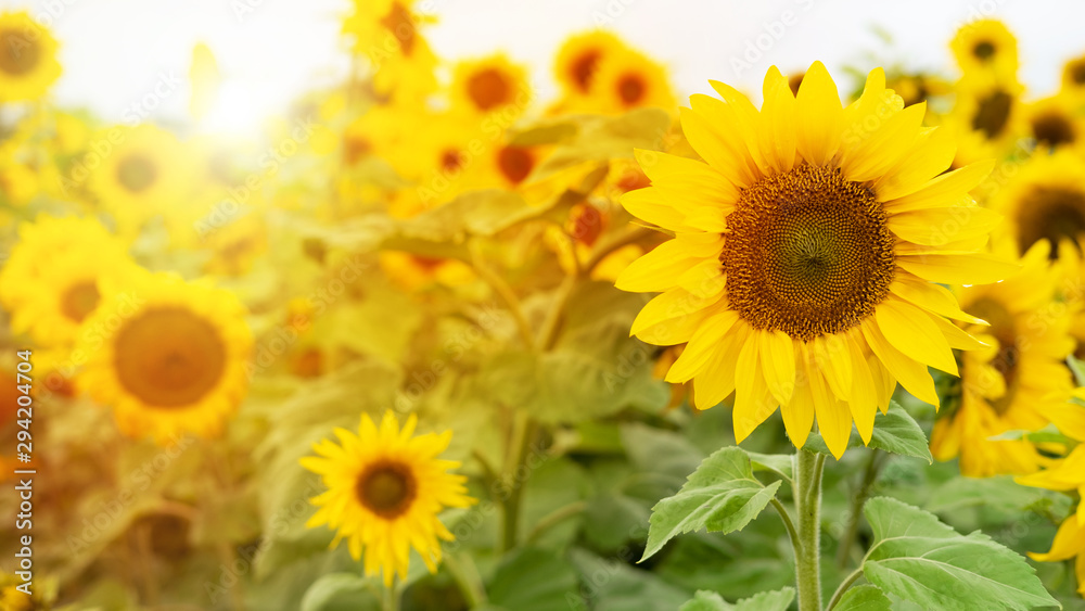 Sonnenblumen im Herbst