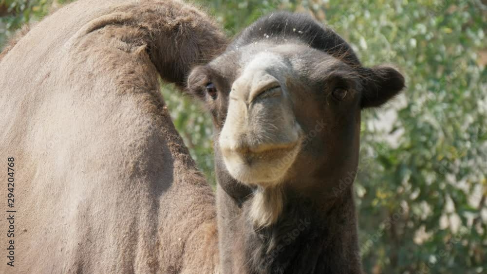 Funny camel with a nice forelock looking around in zoo on a sunny day in summer Funny camel with a nice forelock looking around in zoo on a sunny day in summer