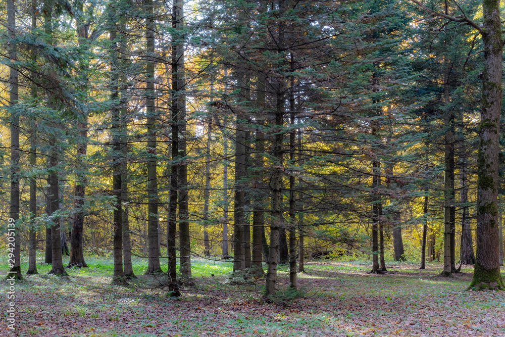 Obraz premium Botanical Garden. Autumn. Colorful leaves.