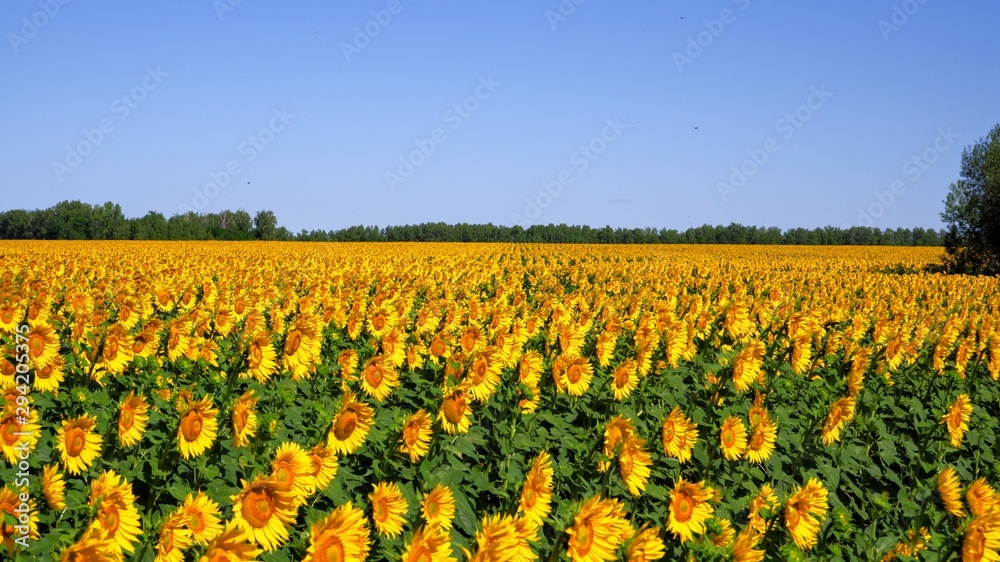 field of sunflowers