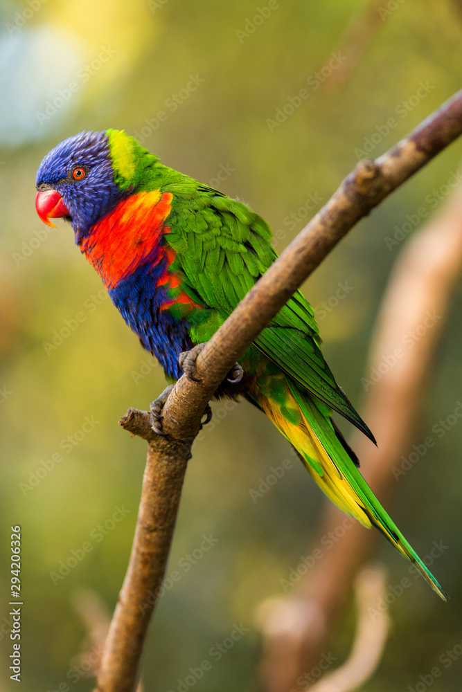 Lori lorikeet