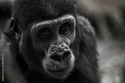 gorilla © jurra8