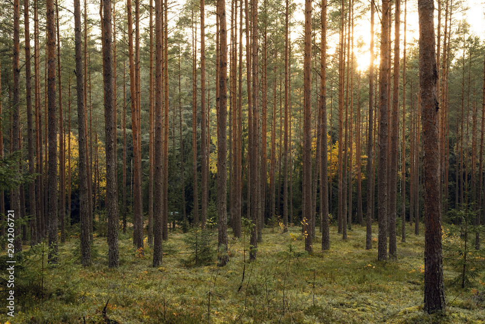 Autumn forest trees with moss and sun behind the trees. Nature green wood sunlight in background. Autumn forest trees with moss and sun behind the trees. Nature green wood sunlight in background.