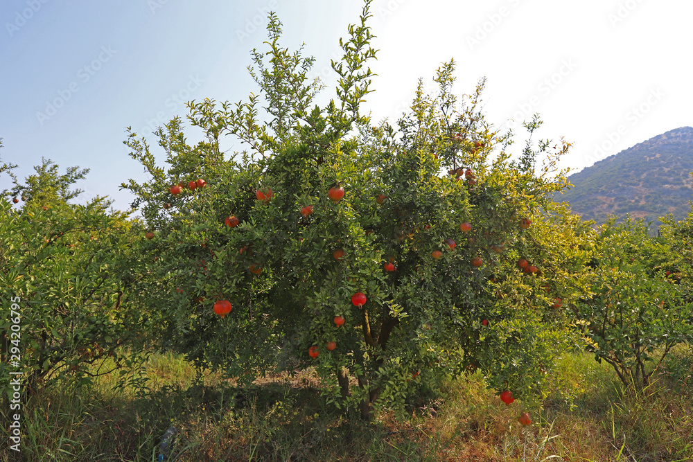 pomegranate orchard