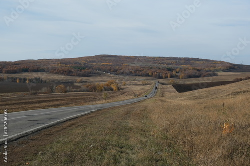 autumn birch grove, natural landscape