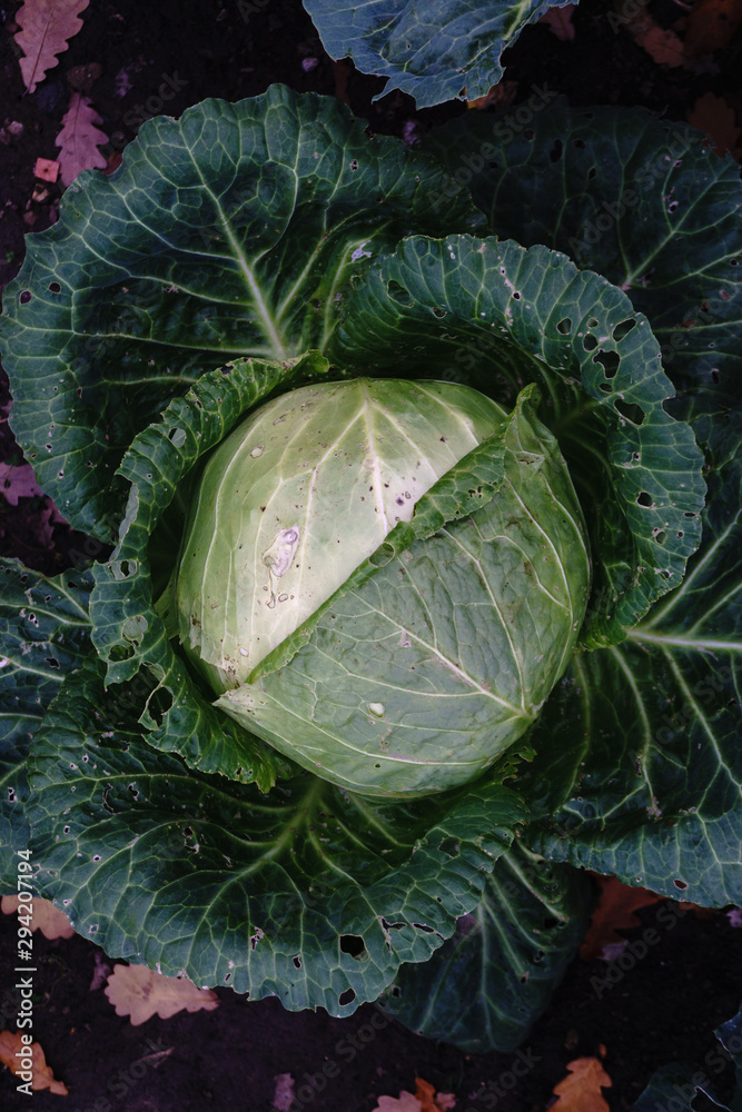 Obraz premium Head of cabbage in the autumn garden with a top view. Background. Selective focus.
