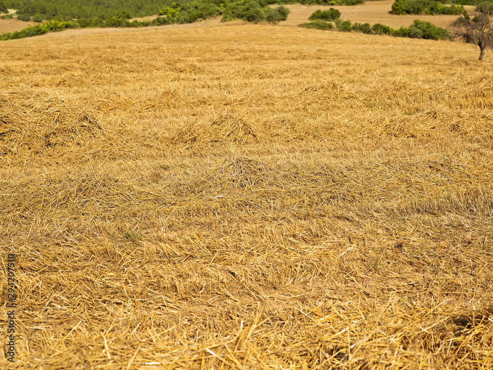 Fototapeta premium wheat field