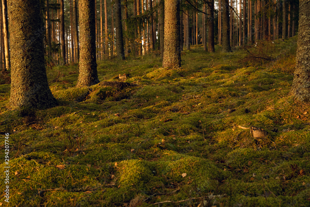Fototapeta premium Autumn forest trees with moss and evening sun. Nature green wood sunlight in background.
