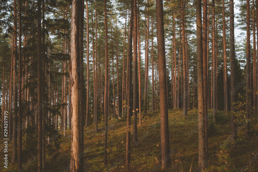 Autumn forest trees with moss and evening sun. Nature green wood sunlight in background. Vintage style. Autumn forest trees with moss and evening sun. Nature green wood sunlight in background. Vintage style.