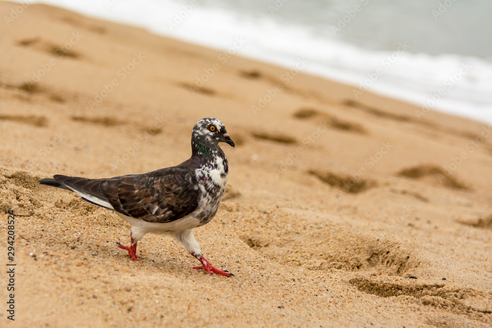 Pigeon walking on sand closeup Pigeon walking on sand closeup