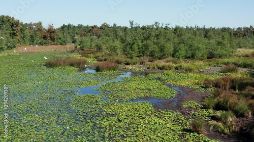Great Egrets in a small pond in Hungary wetlands photo
