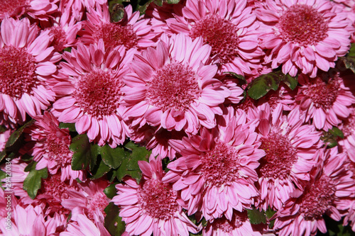 Photography Chrysanthème rose