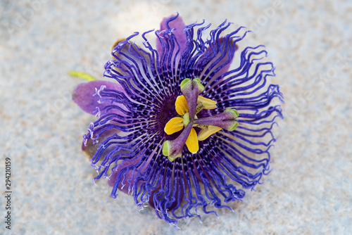 Fototapeta Naklejka Na Ścianę i Meble -  Blue passion flower