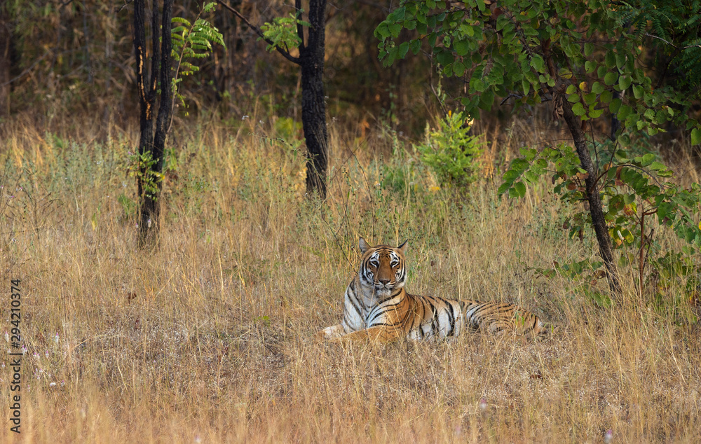 Fototapeta premium Tigress Sukribodi Female at Tadoba,Maharashtra,India