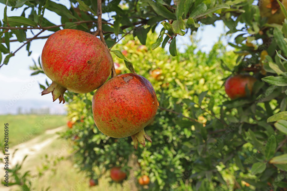 pomegranate orchard pomegranate orchard