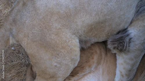 A lion mates with a lioness in a zoo or in nature. Close up.