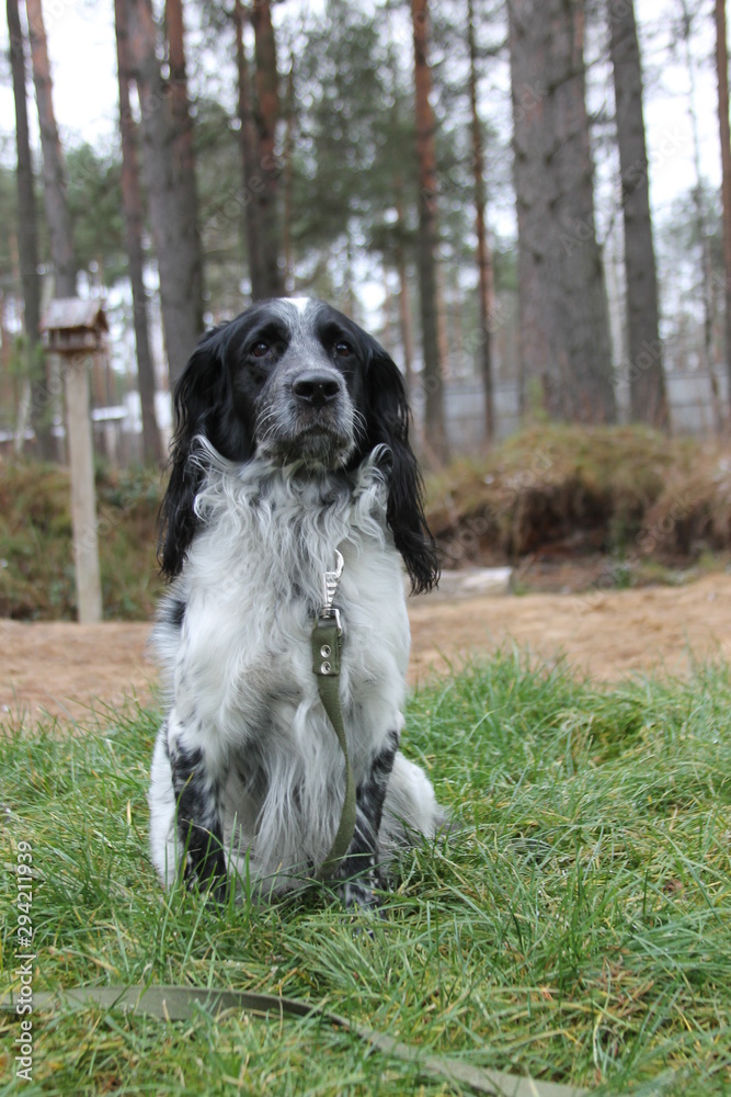 russian hunting spaniel, portrait dog on grass russian hunting spaniel, portrait dog on grass