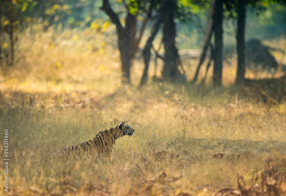 Fototapeta premium Tigress Mayas Cubs at Tadoba,Maharashtra,India
