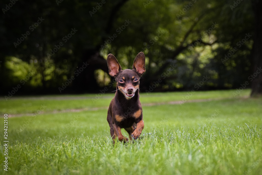 Dog breed Pinscher is running in the grass. He is happy boy and he has fun. Dog breed Pinscher is running in the grass. He is happy boy and he has fun.