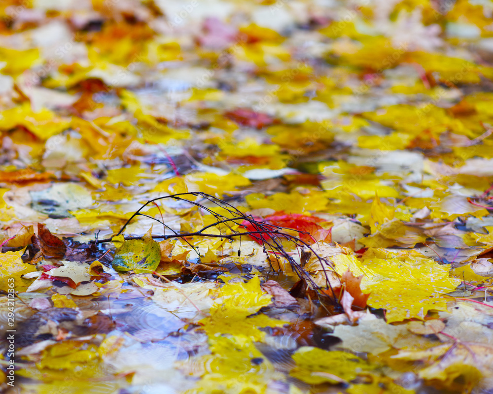 yellow autumn leaves in a rain puddle yellow autumn leaves in a rain puddle