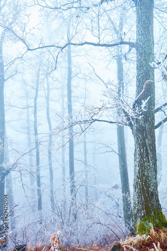 Frosted trees in foggy forest in winter