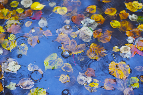 yellow autumn leaves in a rain puddle
