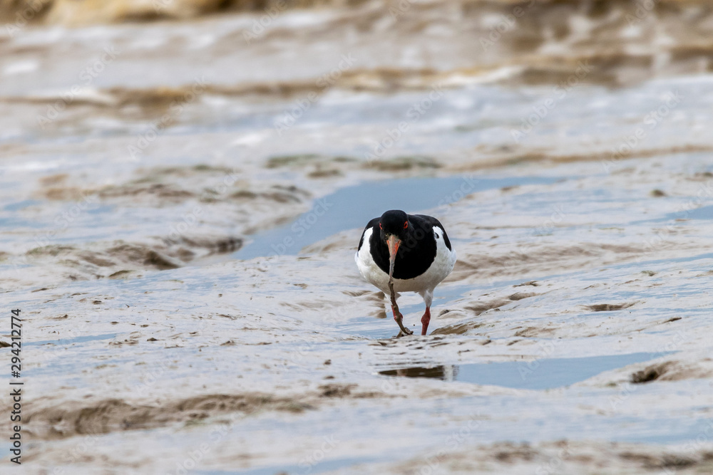 Naklejka premium Oystercatcher (Haematopus ostralegus) catching flat worms in the mud flats at Bradwell on Sea, Essex