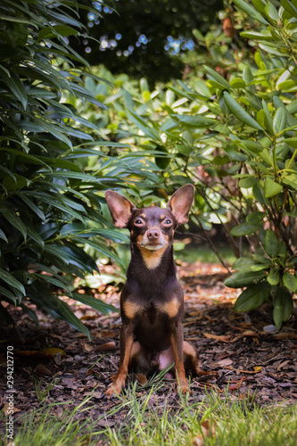Dog breed Pinscher is sitting in rhododendron. He is happy boy and he has fun.