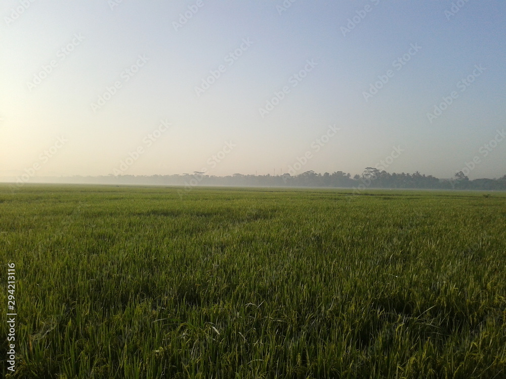 Green Rice Field 