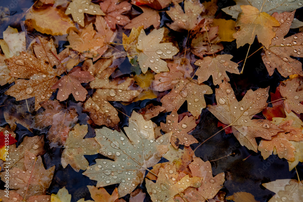leaves in water after rain