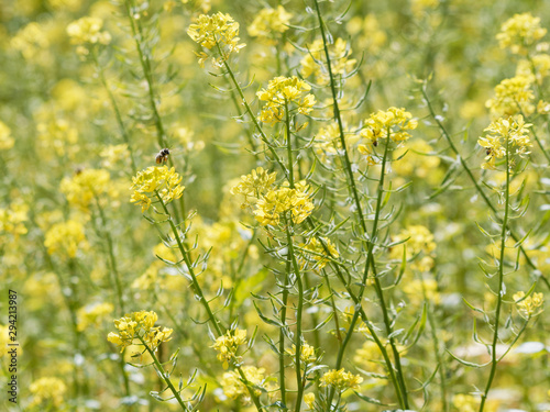 Brassica napus   Colza aux fleurs jaunes