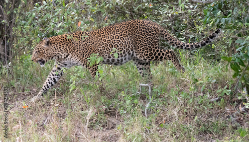 Leopard in bushes