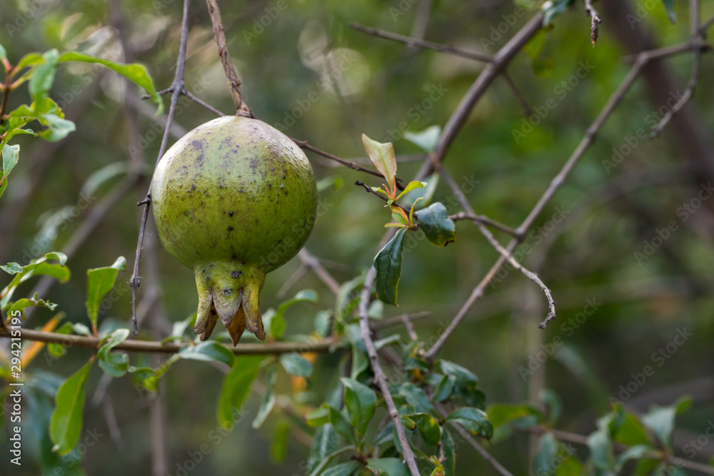 Romegranate fruit on tree branch in the garden. Colorful image with place for text, close up. Miniature Pomegranate , Punica Granatum , tropical fruit growing on a tree Romegranate fruit on tree branch in the garden. Colorful image with place for text, close up. Miniature Pomegranate , Punica Granatum , tropical fruit growing on a tree