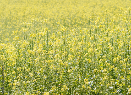 Brassica napus   Floraison de fin d'été du Colza ou canola aux fleurs jaunes © Marc