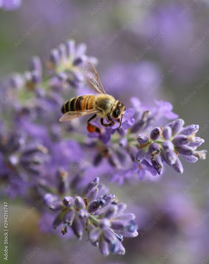Biene am Lavendel Biene am Lavendel