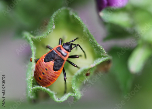 Käfer versteckt 
