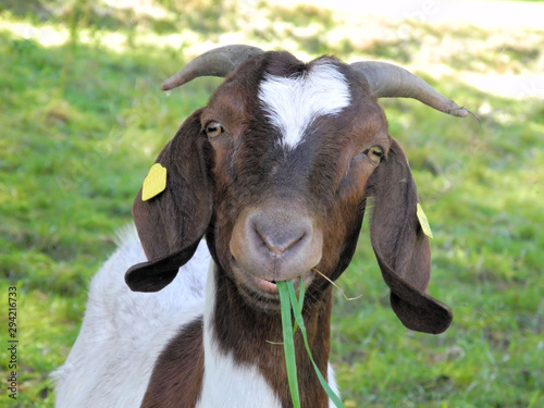 Ziege Portrait Burenziege