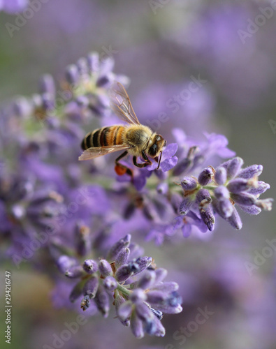 Biene am Lavendel