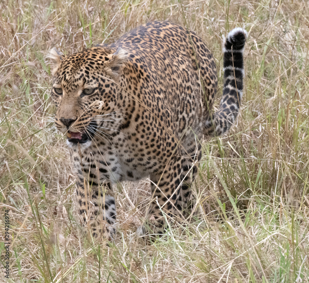 Leopard in grass